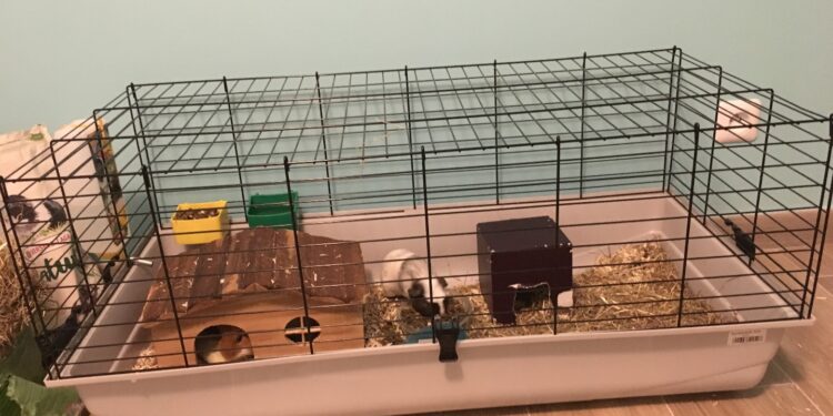 Quel espace pour 2 cochons d'Inde ?