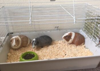 Quel espace pour 2 cochons d'Inde ?