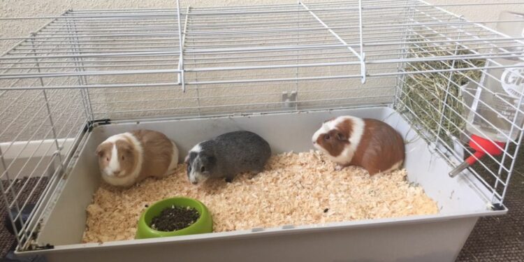 Quel espace pour 2 cochons d'Inde ?