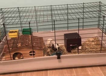 Quel espace pour cochon d'Inde ?