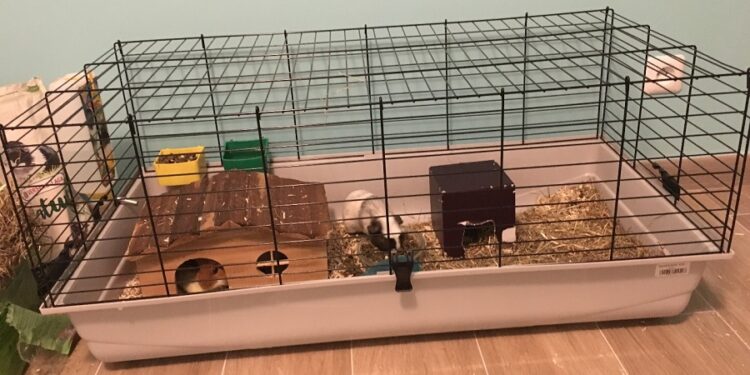 Quel espace pour cochon d'Inde ?