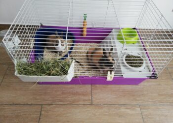 Quel espace pour deux lapins ?