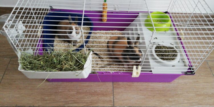 Quel espace pour deux lapins ?