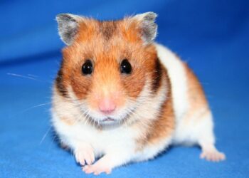 Quel est l hamster le plus sociable ?