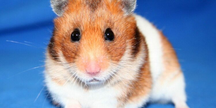 Quel est l hamster le plus sociable ?