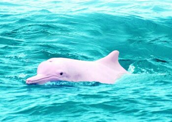 Quel est la durée de vie d'un axolotl ?