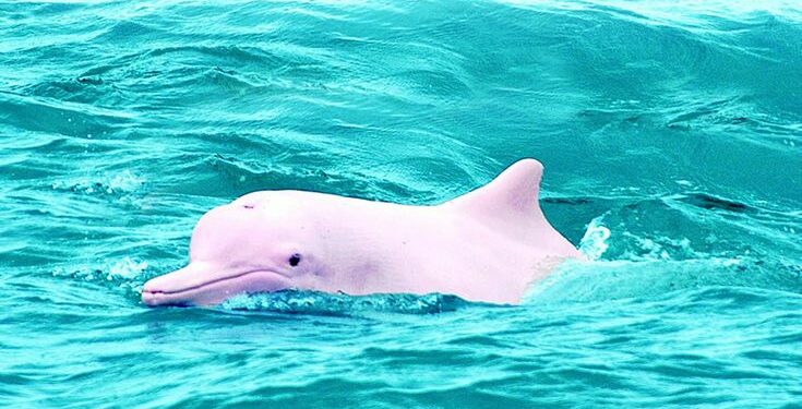 Quel est la durée de vie d'un axolotl ?