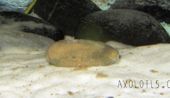 Quel est la durée de vie d'un axolotl ?