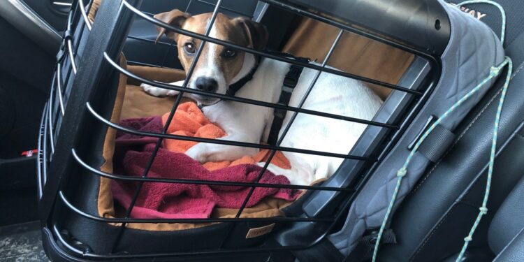 Quel est la durée maximum de transport d'un animal sans qu'il puisse sortir du véhicule ?