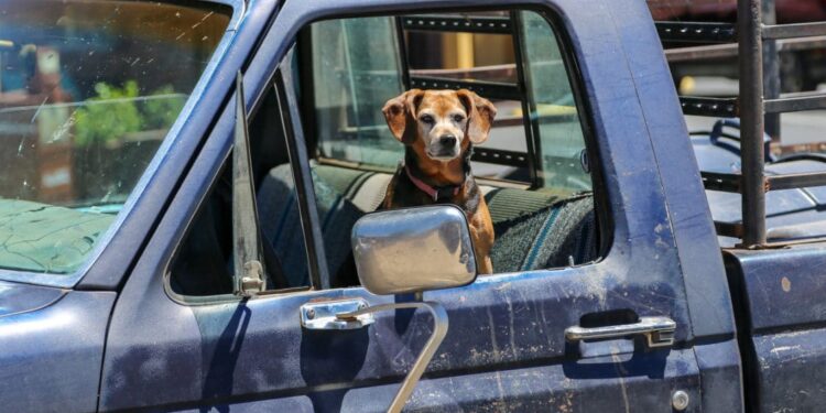 Quel est la durée maximum de transport d'un chien sans qu'il puisse sortir du véhicule ?