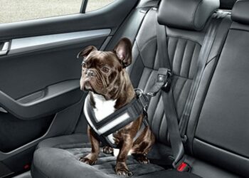 Quel est la durée maximum de transport d'un chien sans qu'il puisse sortir du véhicule ?