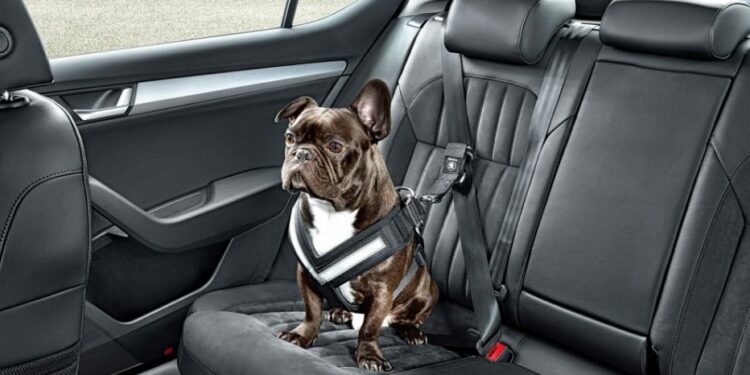 Quel est la durée maximum de transport d'un chien sans qu'il puisse sortir du véhicule ?