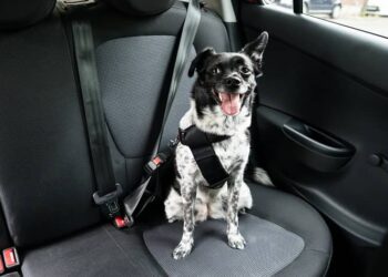 Quel est la durée maximum de transport d'un chien sans qu'il puisse sortir du véhicule ?