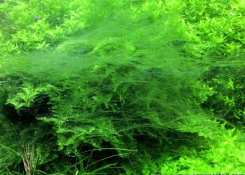 Quel est la famille des algues ?