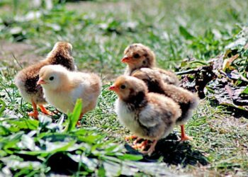 Quel est la meilleur période pour faire des poussins ?