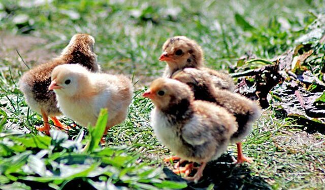Quel est la meilleur période pour faire des poussins ?