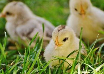Quel est la meilleur période pour faire des poussins ?
