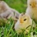 Quel est la meilleur période pour faire des poussins ?