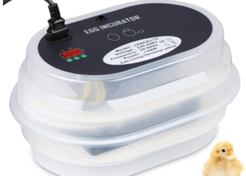 Quel est la meilleur race de poule couveuse ?