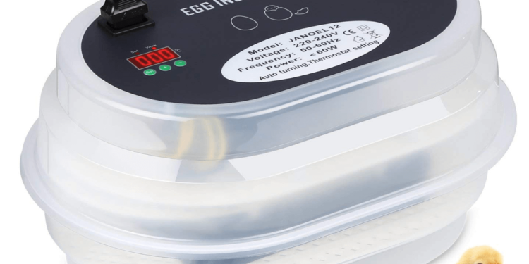 Quel est la meilleur race de poule couveuse ?