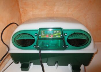 Quel est la meilleur race de poule couveuse ?