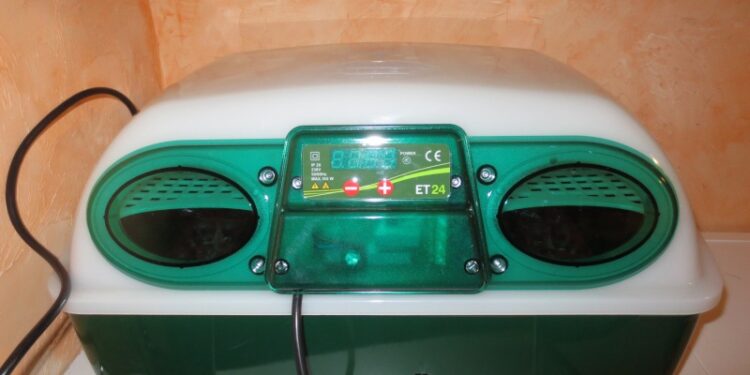 Quel est la meilleur race de poule couveuse ?