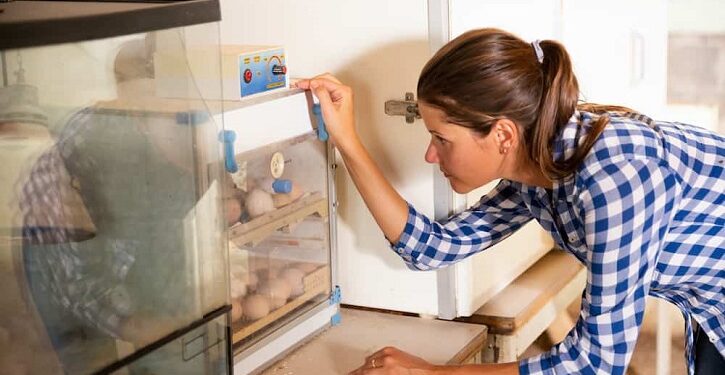 Quel est la meilleur race de poule couveuse ?