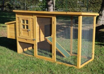 Quel est la meilleur saison pour acheter des poules ?