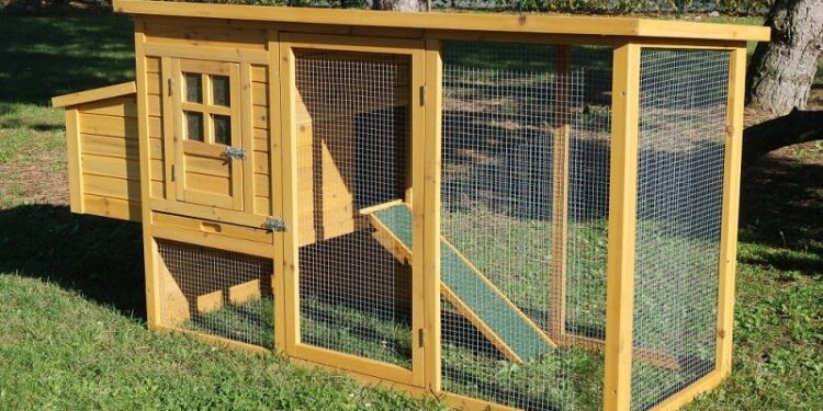 Quel est la meilleur saison pour acheter des poules ?