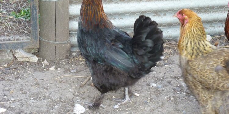 Quel est la période pour faire couver les poules ?