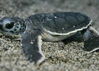 Quel est la plus petite tortue ?