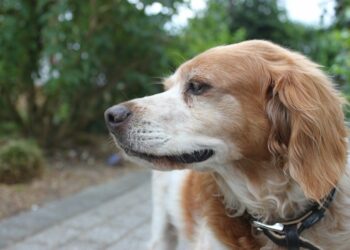 Quel est l'âge le plus difficile pour un chien ?