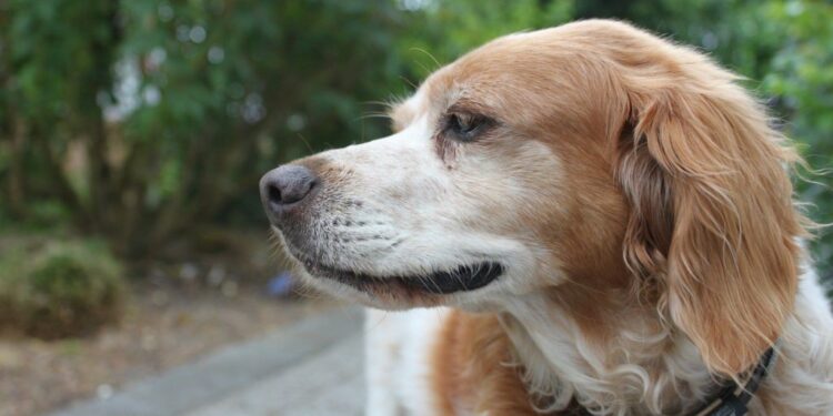 Quel est l'âge le plus difficile pour un chien ?