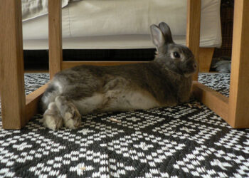 Quel est l'âge maximum pour un lapin ?