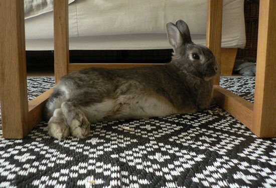 Quel est l'âge maximum pour un lapin ?