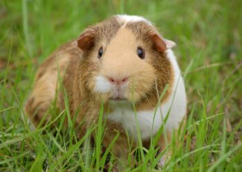 Quel est l'aliment préféré des cochons d'Inde ?