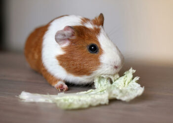 Quel est l'aliment préféré des cochons d'Inde ?