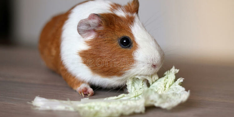 Quel est l'aliment préféré des cochons d'Inde ?