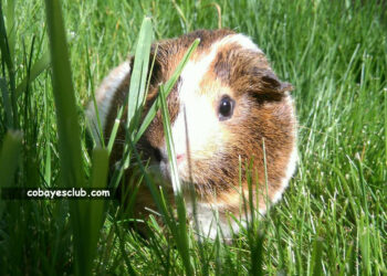 Quel est l'aliment préféré des cochons d'Inde ?