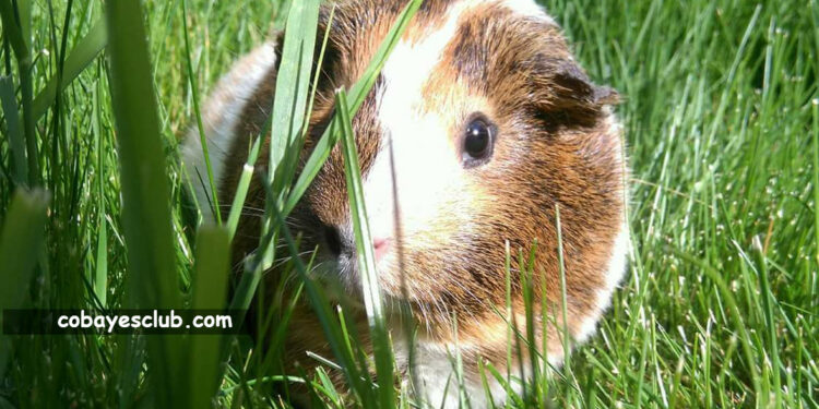 Quel est l'aliment préféré des cochons d'Inde ?