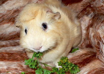 Quel est l'aliment préféré des cochons d'Inde ?