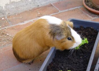 Quel est l'aliment préféré des cochons d'Inde ?