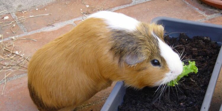 Quel est l'aliment préféré des cochons d'Inde ?