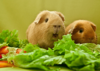 Quel est l'aliment préféré des cochons d'Inde ?