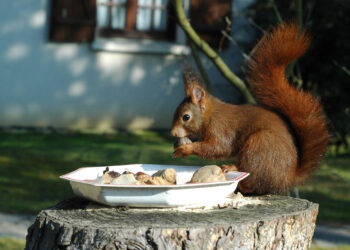 Quel est l'aliment préféré des écureuils ?