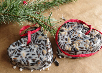 Quel est l'aliment préféré des oiseaux ?