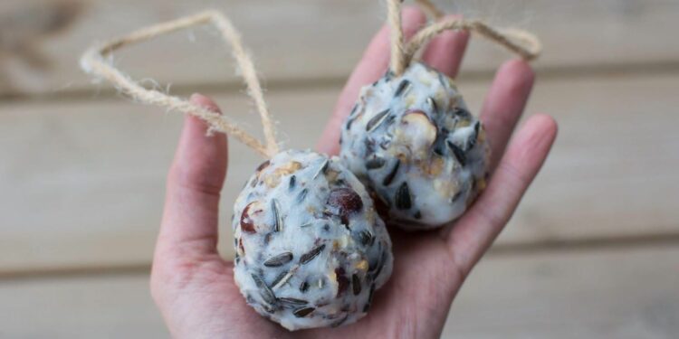 Quel est l'aliment préféré des oiseaux ?