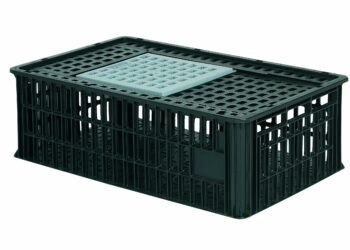 Quel est l'aliment préféré des poules ?