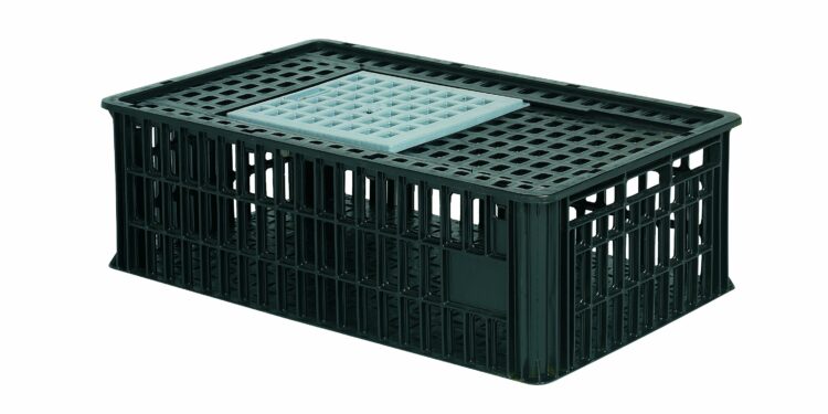 Quel est l'aliment préféré des poules ?