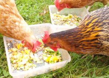 Quel est l'aliment préféré des poules ?